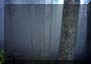 forestefoto8small.jpg (1152 byte)